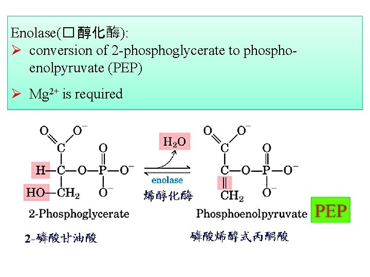 Enolase(� 醇化酶): Ø conversion of 2 -phosphoglycerate to phosphoenolpyruvate (PEP) Ø Mg 2+ is
