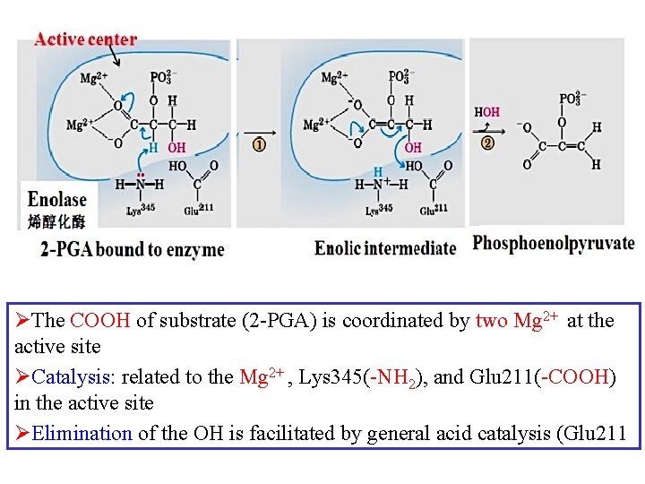 ØThe COOH of substrate (2 -PGA) is coordinated by two Mg 2+ at the