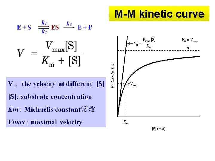 M-M kinetic curve 