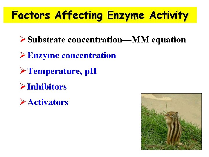 Factors Affecting Enzyme Activity Ø Substrate concentration—MM equation Ø Enzyme concentration Ø Temperature, p.