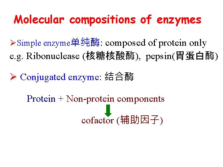 Molecular compositions of enzymes ØSimple enzyme单纯酶: composed of protein only e. g. Ribonuclease (核糖核酸酶),