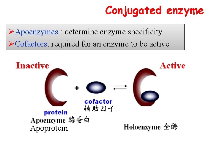 Conjugated enzyme ØApoenzymes : determine enzyme specificity ØCofactors: required for an enzyme to be