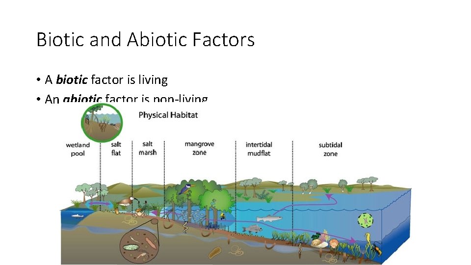Biotic and Abiotic Factors • A biotic factor is living • An abiotic factor