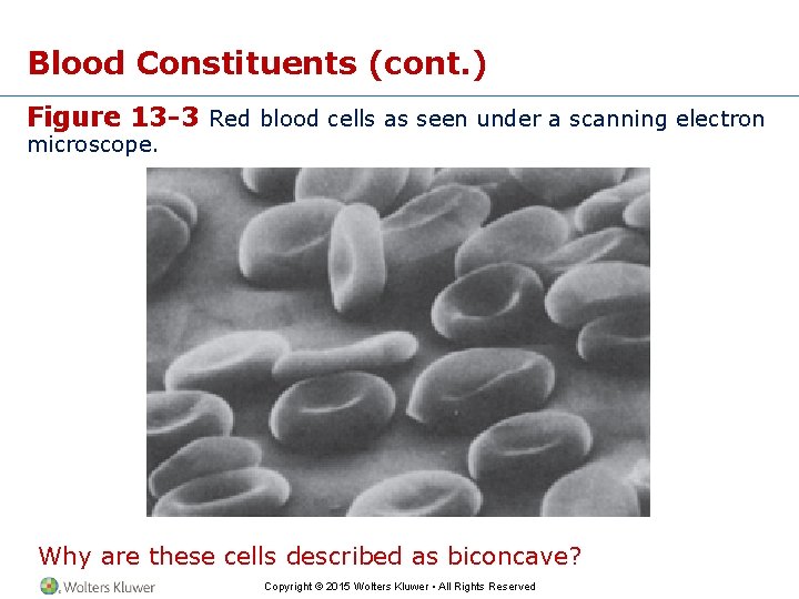 Blood Constituents (cont. ) Figure 13 -3 Red blood cells as seen under a