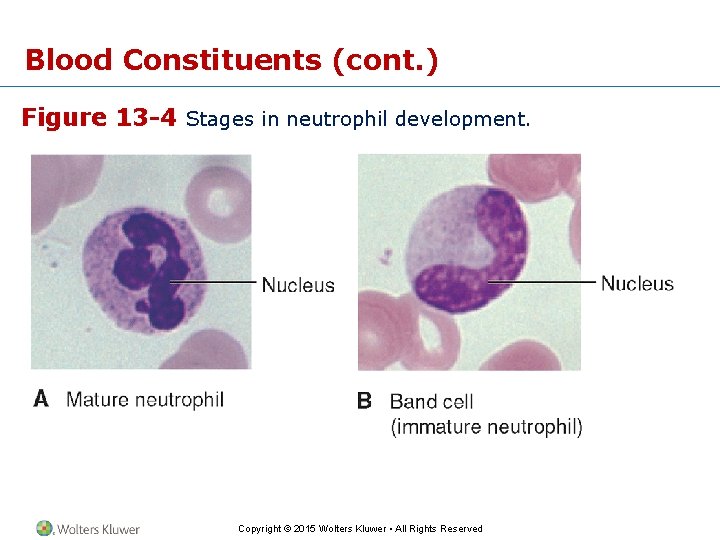 Blood Constituents (cont. ) Figure 13 -4 Stages in neutrophil development. Copyright © 2015