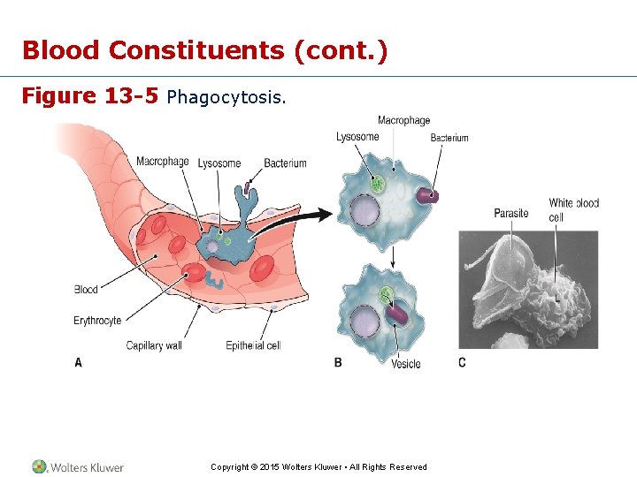 Blood Constituents (cont. ) Figure 13 -5 Phagocytosis. Copyright © 2015 Wolters Kluwer •