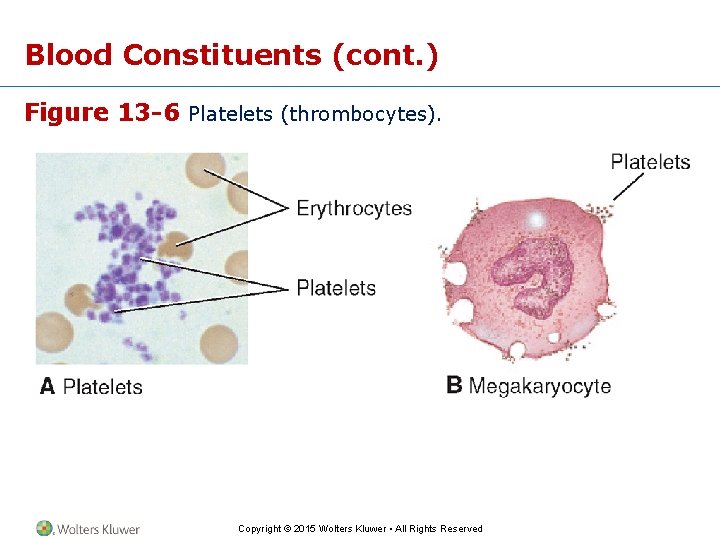 Blood Constituents (cont. ) Figure 13 -6 Platelets (thrombocytes). Copyright © 2015 Wolters Kluwer