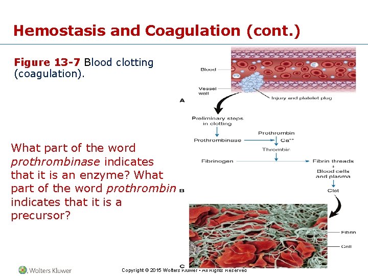 Hemostasis and Coagulation (cont. ) Figure 13 -7 Blood clotting (coagulation). What part of