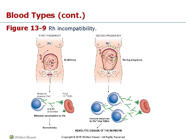 Blood Types (cont. ) Figure 13 -9 Rh incompatibility. Copyright © 2015 Wolters Kluwer