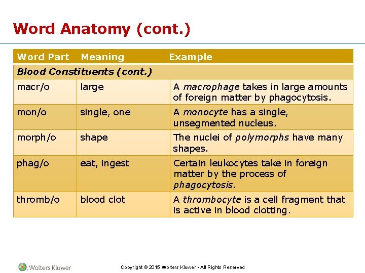 Word Anatomy (cont. ) Word Part Meaning Example Blood Constituents (cont. ) macr/o large