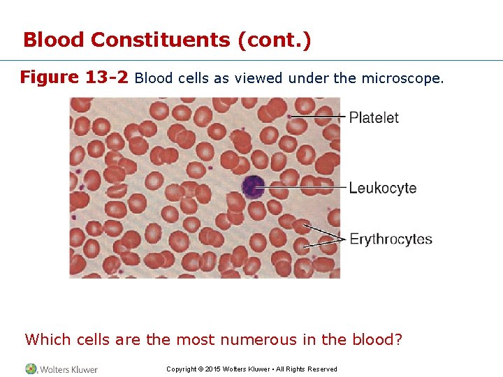 Blood Constituents (cont. ) Figure 13 -2 Blood cells as viewed under the microscope.