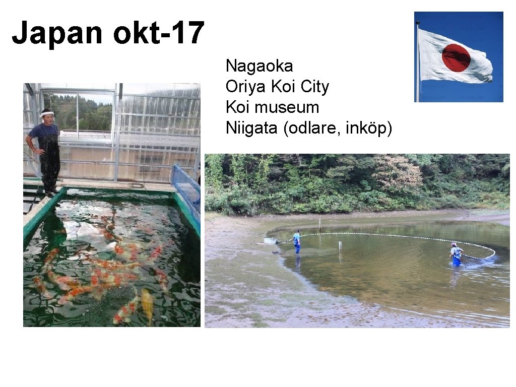 Japan okt-17 Nagaoka Oriya Koi City Koi museum Niigata (odlare, inköp) 