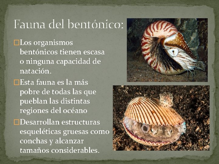 Fauna del bentónico: �Los organismos bentónicos tienen escasa o ninguna capacidad de natación. �Esta