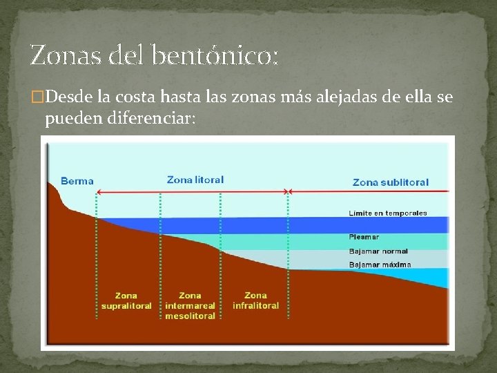 Zonas del bentónico: �Desde la costa hasta las zonas más alejadas de ella se
