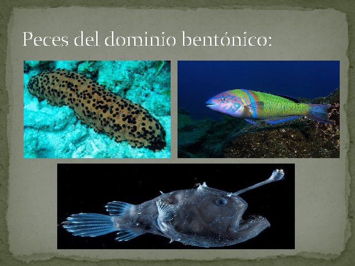 Peces del dominio bentónico: 