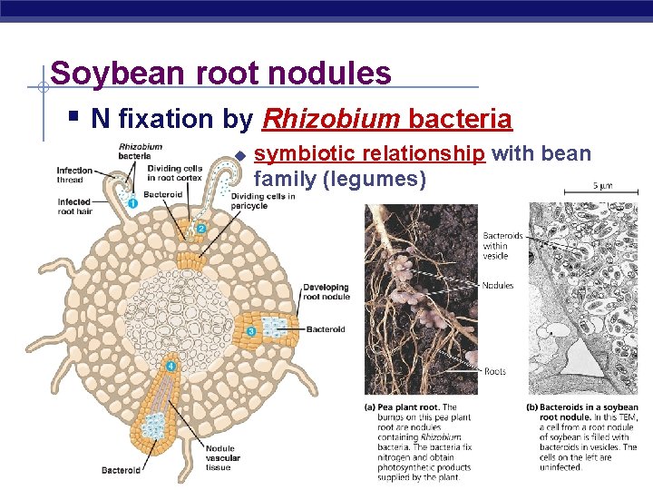 Soybean root nodules § N fixation by Rhizobium bacteria u AP Biology symbiotic relationship
