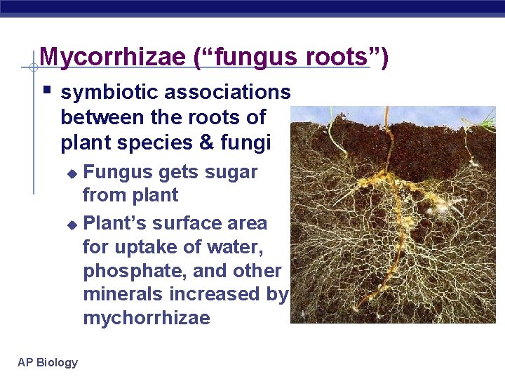 Mycorrhizae (“fungus roots”) § symbiotic associations between the roots of plant species & fungi