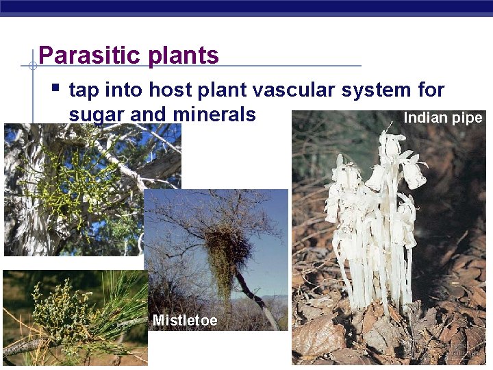 Parasitic plants § tap into host plant vascular system for sugar and minerals Mistletoe