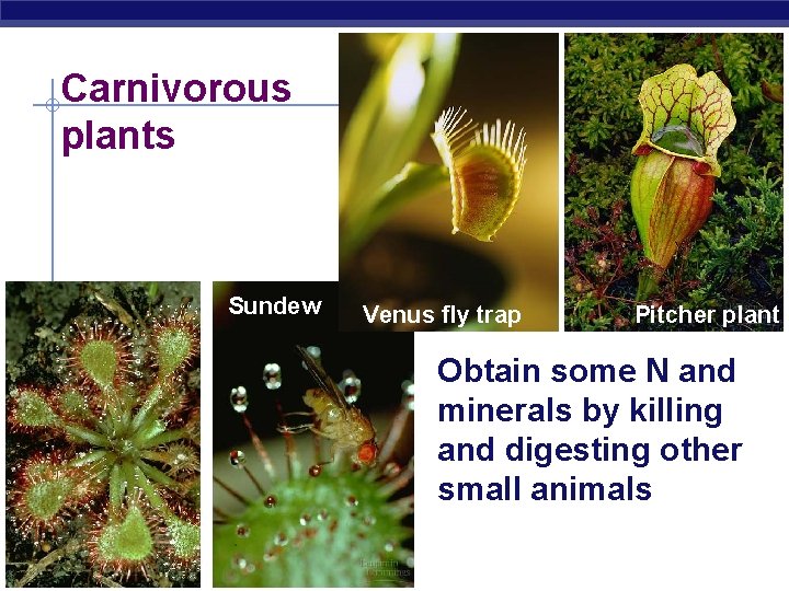 Carnivorous plants Sundew Venus fly trap Pitcher plant Obtain some N and minerals by