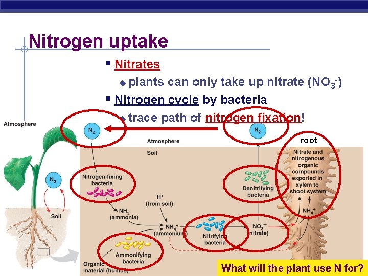 Nitrogen uptake § Nitrates plants can only take up nitrate (NO 3 -) §