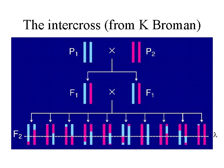 The intercross (from K Broman) 