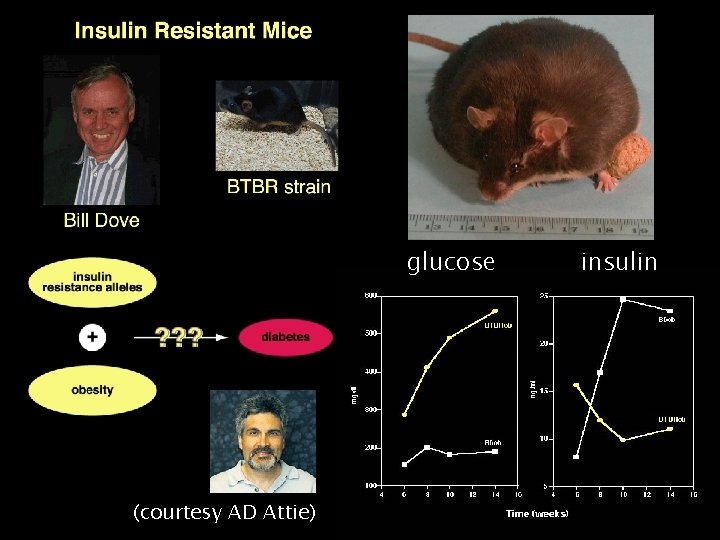 glucose (courtesy AD Attie) insulin 