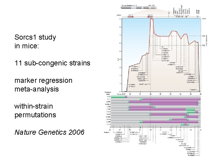 Sorcs 1 study in mice: 11 sub-congenic strains marker regression meta-analysis within-strain permutations Nature
