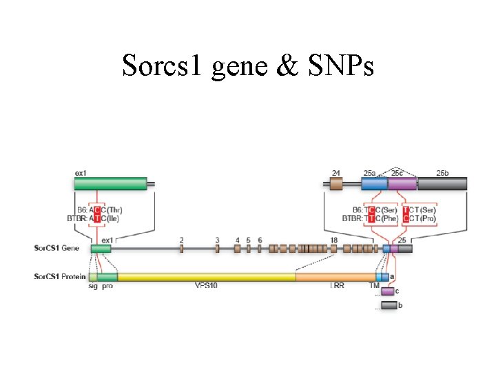 Sorcs 1 gene & SNPs 