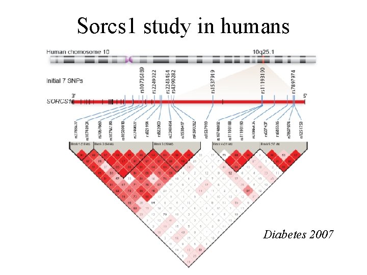 Sorcs 1 study in humans Diabetes 2007 