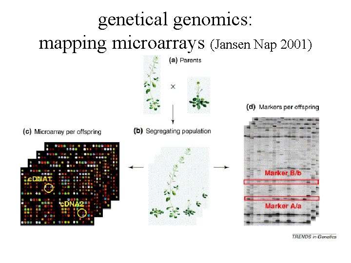 genetical genomics: mapping microarrays (Jansen Nap 2001) 