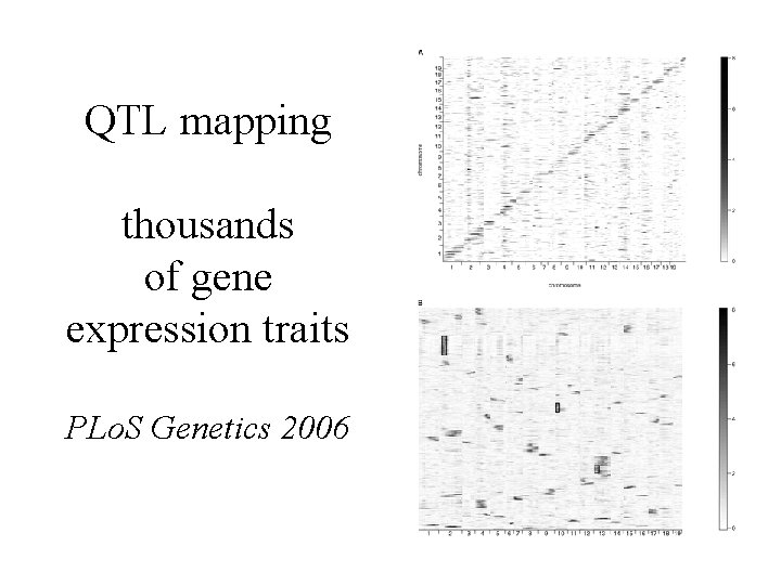 QTL mapping thousands of gene expression traits PLo. S Genetics 2006 