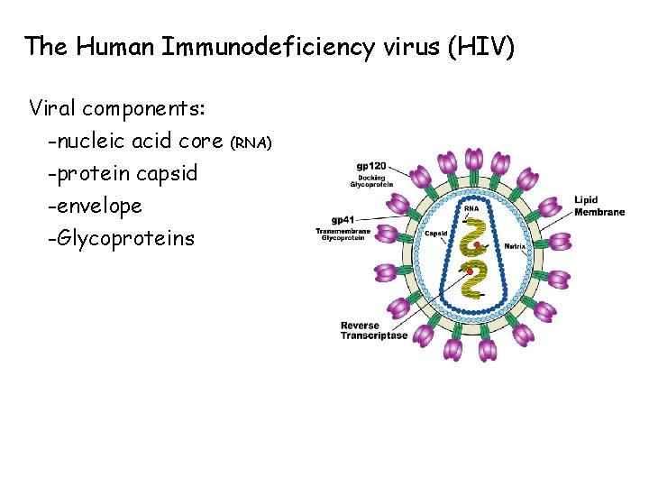 The Human Immunodeficiency virus (HIV) Viral components: -nucleic acid core -protein capsid -envelope -Glycoproteins