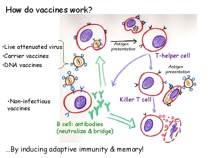 How do vaccines work? • Live attenuated virus • Carrier vaccines Antigen presentation •
