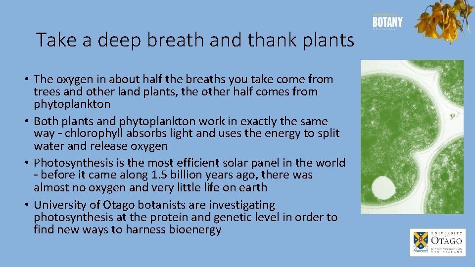 Take a deep breath and thank plants • The oxygen in about half the