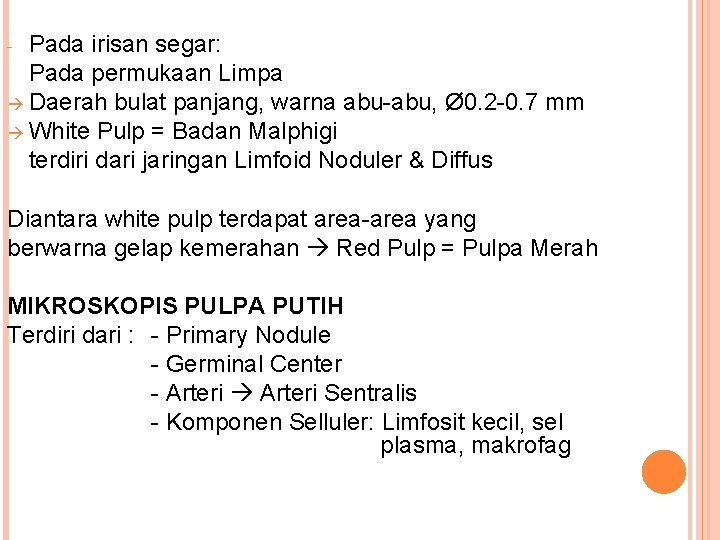 Pada irisan segar: Pada permukaan Limpa Daerah bulat panjang, warna abu-abu, Ø 0. 2