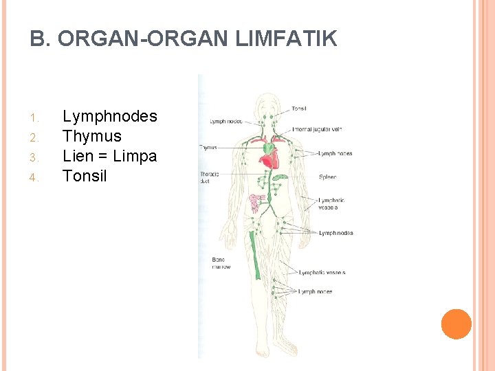 B. ORGAN-ORGAN LIMFATIK 1. 2. 3. 4. Lymphnodes Thymus Lien = Limpa Tonsil 