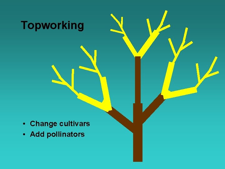 Topworking • Change cultivars • Add pollinators 