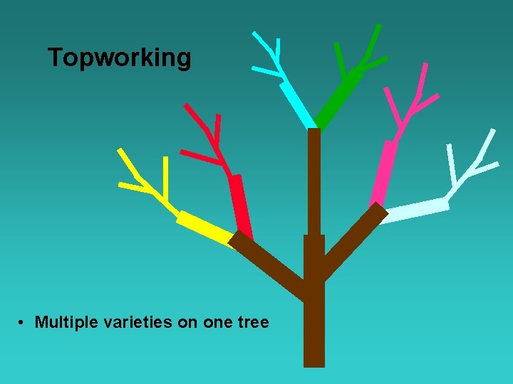 Topworking • Multiple varieties on one tree 