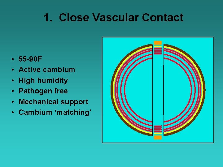 1. Close Vascular Contact • • • 55 -90 F Active cambium High humidity
