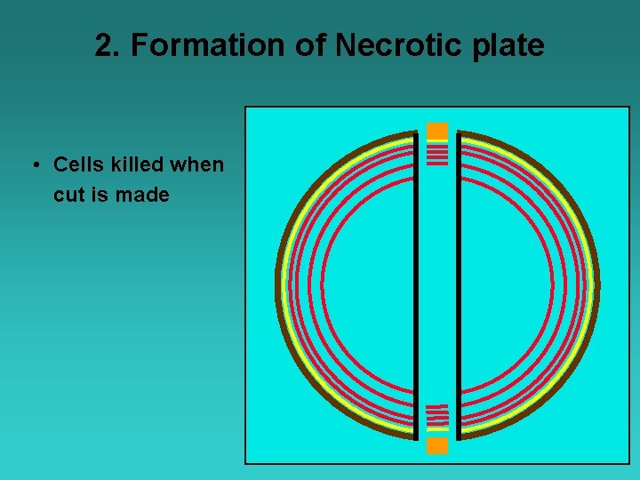 2. Formation of Necrotic plate • Cells killed when cut is made 