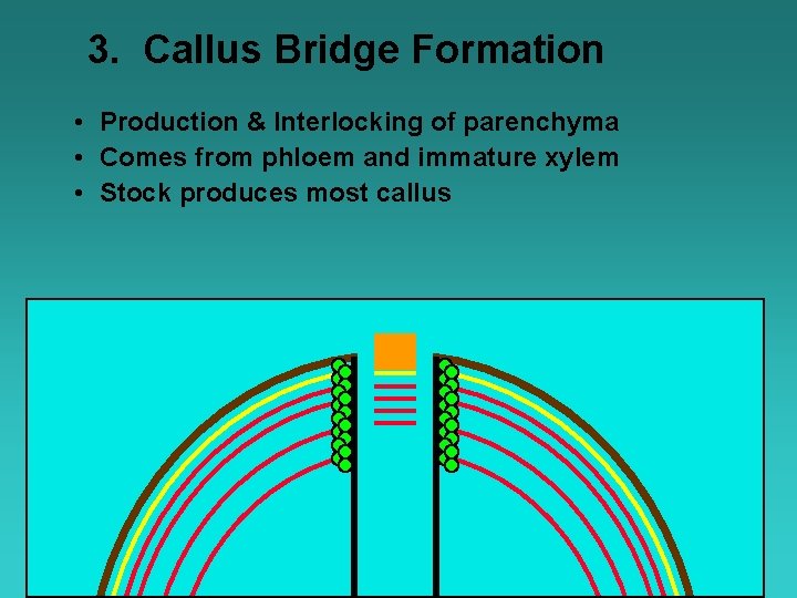 3. Callus Bridge Formation • Production & Interlocking of parenchyma • Comes from phloem