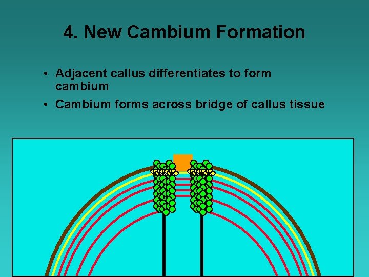 4. New Cambium Formation • Adjacent callus differentiates to form cambium • Cambium forms