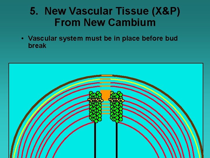 5. New Vascular Tissue (X&P) From New Cambium • Vascular system must be in