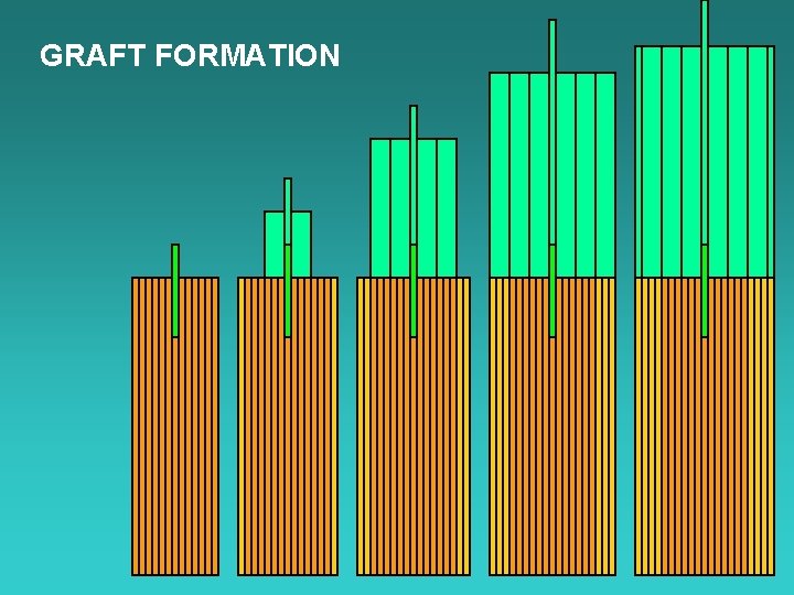 GRAFT FORMATION 