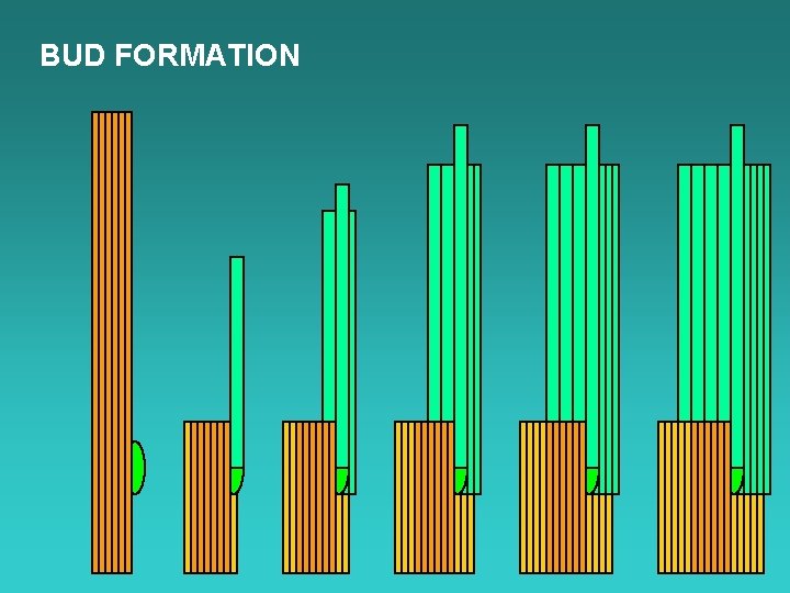 BUD FORMATION 