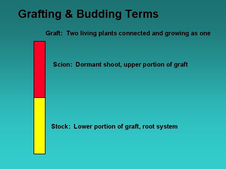 Grafting & Budding Terms Graft: Two living plants connected and growing as one Scion: