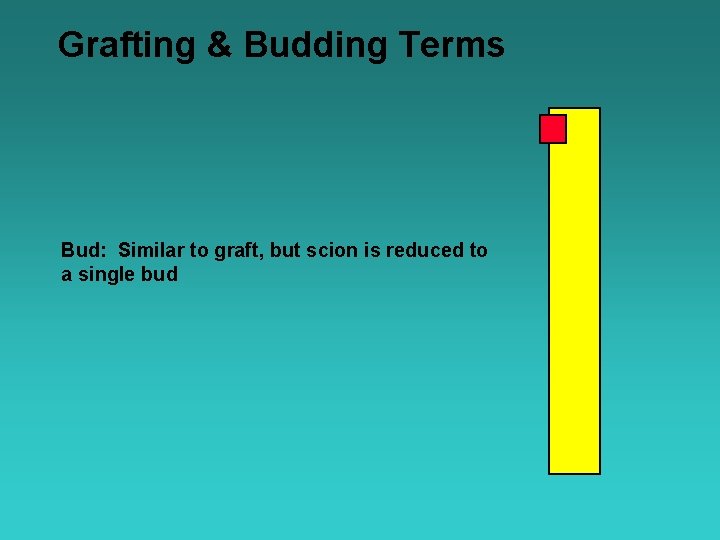 Grafting & Budding Terms Bud: Similar to graft, but scion is reduced to a