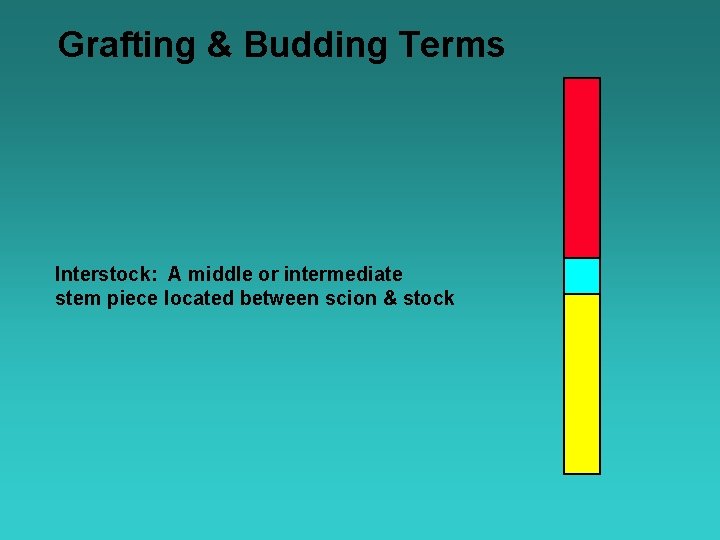 Grafting & Budding Terms Interstock: A middle or intermediate stem piece located between scion