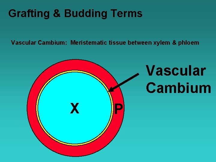 Grafting & Budding Terms Vascular Cambium: Meristematic tissue between xylem & phloem Vascular Cambium