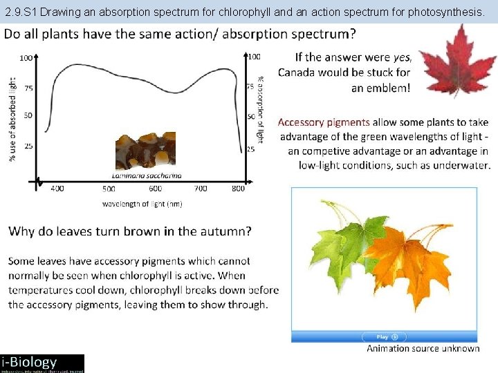 2. 9. S 1 Drawing an absorption spectrum for chlorophyll and an action spectrum